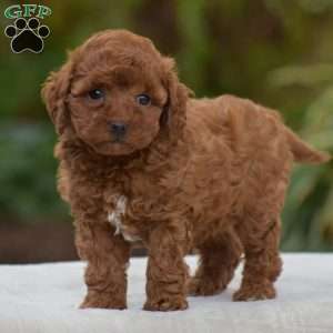 Kendra, Miniature Poodle Puppy